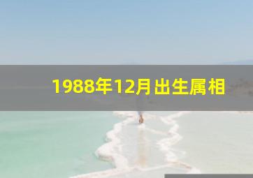 1988年12月出生属相