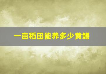 一亩稻田能养多少黄鳝