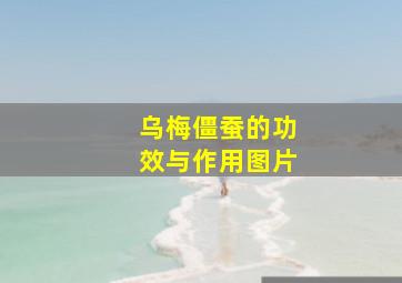 乌梅僵蚕的功效与作用图片