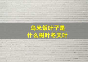 乌米饭叶子是什么树叶冬天叶