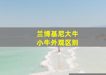 兰博基尼大牛小牛外观区别