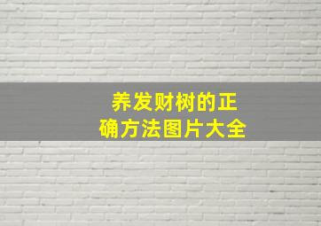 养发财树的正确方法图片大全