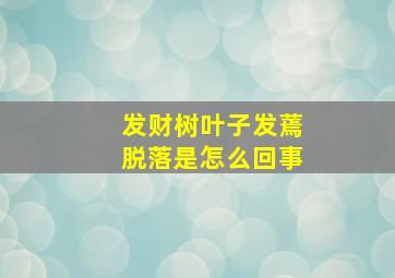 发财树叶子发蔫脱落是怎么回事