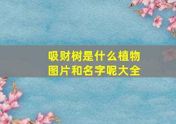 吸财树是什么植物图片和名字呢大全