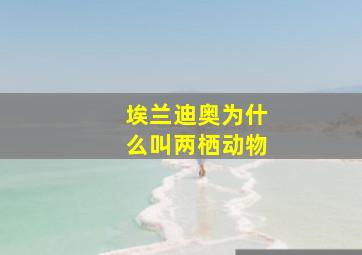 埃兰迪奥为什么叫两栖动物