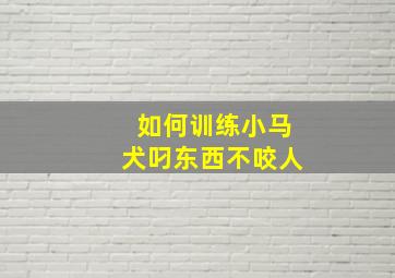 如何训练小马犬叼东西不咬人