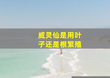 威灵仙是用叶子还是根繁殖