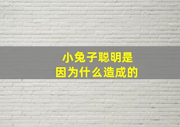 小兔子聪明是因为什么造成的