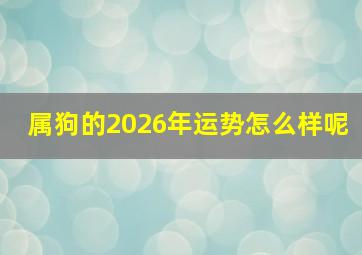 属狗的2026年运势怎么样呢