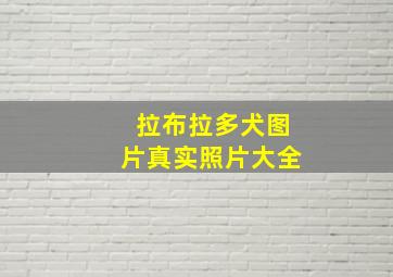 拉布拉多犬图片真实照片大全