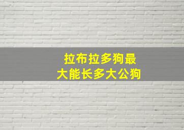 拉布拉多狗最大能长多大公狗