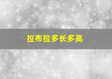 拉布拉多长多高