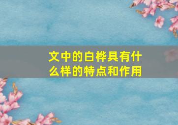 文中的白桦具有什么样的特点和作用