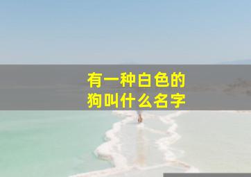 有一种白色的狗叫什么名字