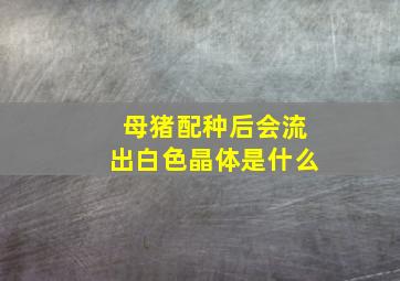 母猪配种后会流出白色晶体是什么