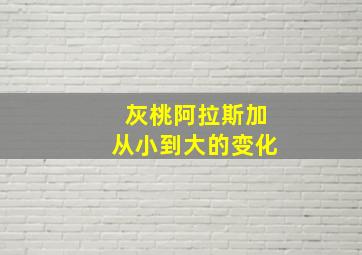 灰桃阿拉斯加从小到大的变化