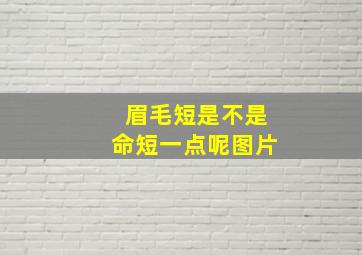 眉毛短是不是命短一点呢图片