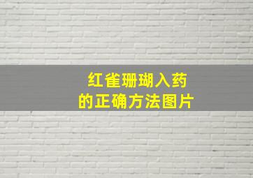 红雀珊瑚入药的正确方法图片