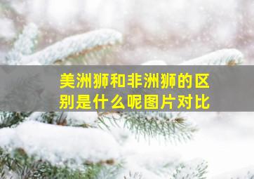 美洲狮和非洲狮的区别是什么呢图片对比