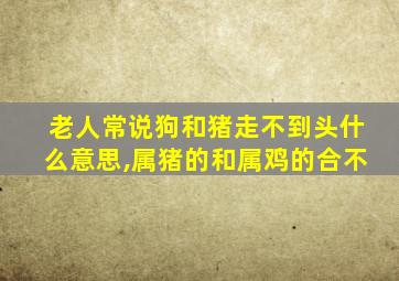 老人常说狗和猪走不到头什么意思,属猪的和属鸡的合不