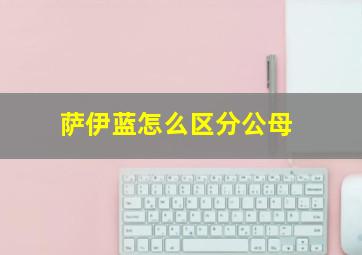 萨伊蓝怎么区分公母