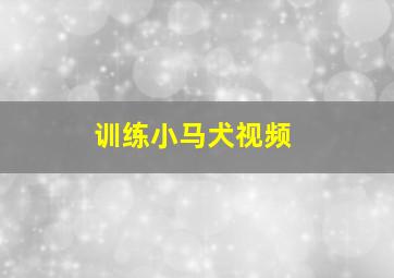 训练小马犬视频