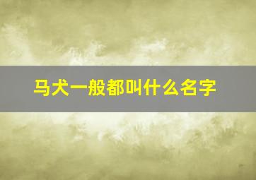 马犬一般都叫什么名字