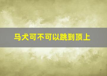 马犬可不可以跳到顶上