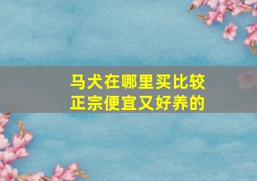 马犬在哪里买比较正宗便宜又好养的