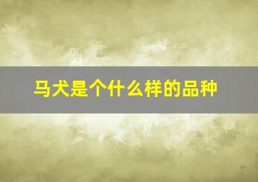 马犬是个什么样的品种