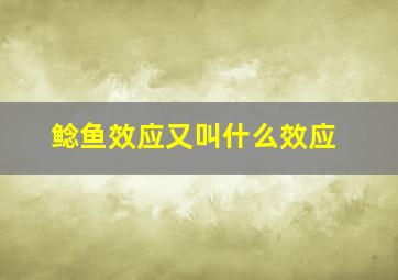 鲶鱼效应又叫什么效应