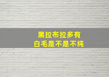 黑拉布拉多有白毛是不是不纯