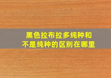 黑色拉布拉多纯种和不是纯种的区别在哪里