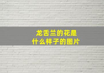 龙舌兰的花是什么样子的图片