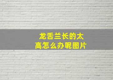 龙舌兰长的太高怎么办呢图片